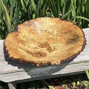 White oak Burl