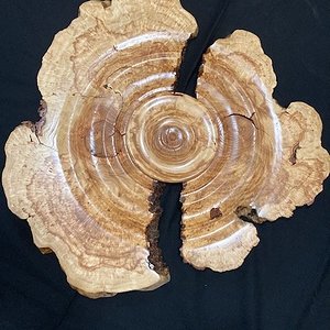 Honey Locust Burl Wall art