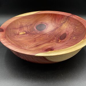 Eastern Red Cedar #447