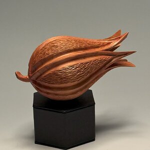 Seed Pod of Cherry