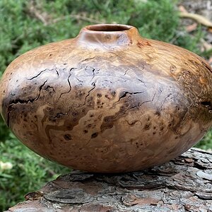 Elm burl