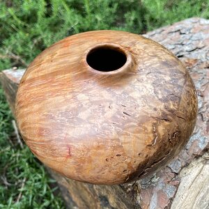 Elm burl