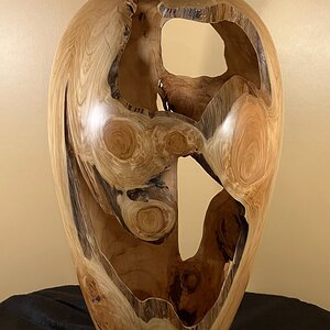 Leland Cypress (1)