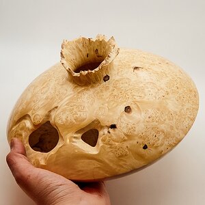 Maple burl