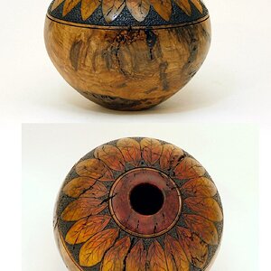 Swamp Oak burl