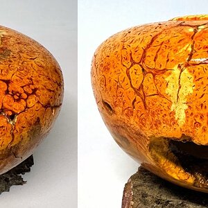 Black locust burl