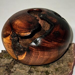 Mesquite hollow form