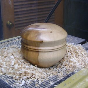 Sugar Maple Lidded box