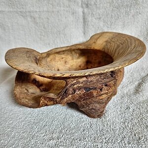 Oak Burl