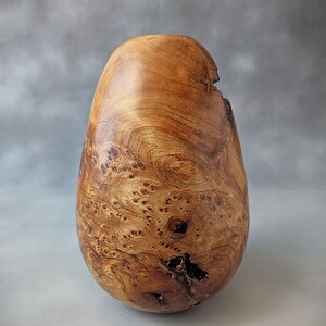 Cypress Burl Hollow Form