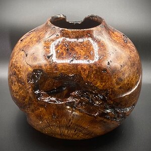 Water Oak Burl