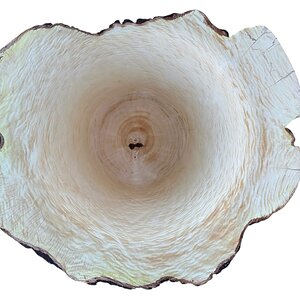 The Fiddleback Maple