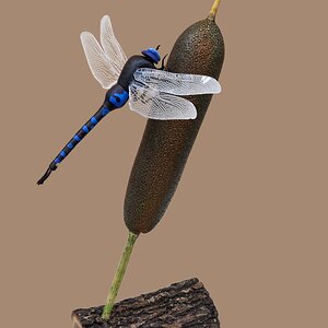 Dragonfly on a bulrush