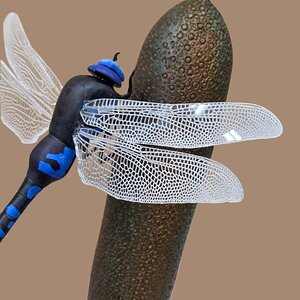 Dragonfly close up