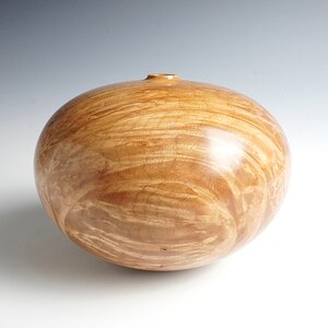 Bigleaf maple hollow form