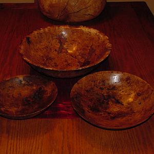 successful nesting oak burl