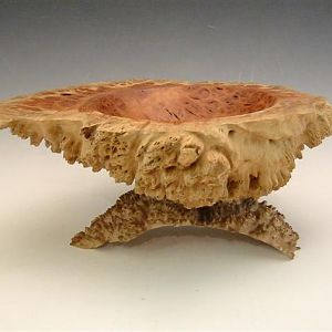 Coolibah Burl