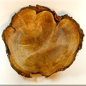 Unknown Burl Bowl