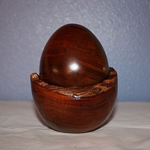 Curly Koa Egg and Nest