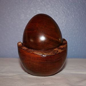 Curly Koa Egg and Nest