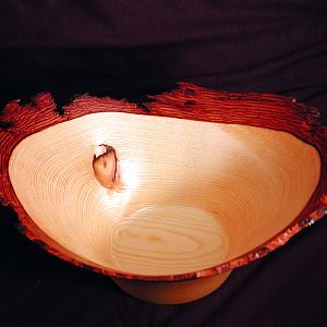 Ponderosa Pine Natural Edge (top view)