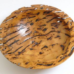 Eucalypt burl