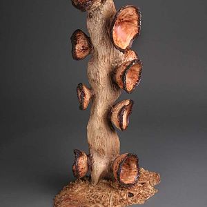 Burl Tree