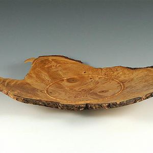 Big Leaf Maple Burl