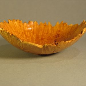 Maple Burl