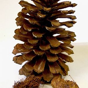 Pine Cone Pen