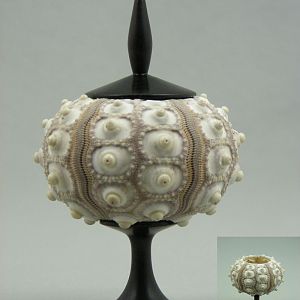 Sea Urchin Lidded Box