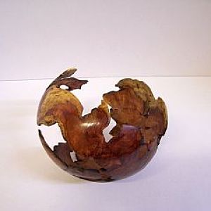 Mesquite mistletoe burl