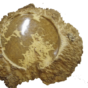 coolibah burl