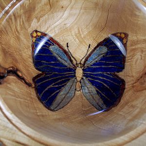 Butterfly close-up