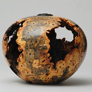 Buckeye Burl