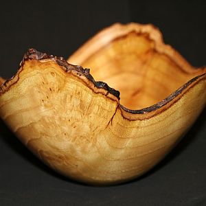 Mulberry burl natural edge