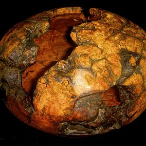 Dogwood Burl