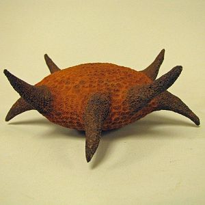 Star fish vessel