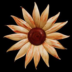 Gazania