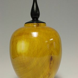 Osage Orange HF