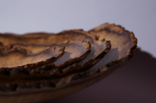 acacia burl