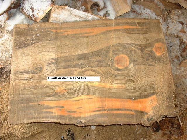 Ancient Pine 2 of 5