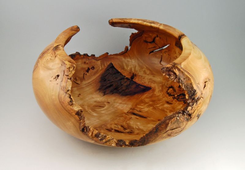 Ash Root - Another View