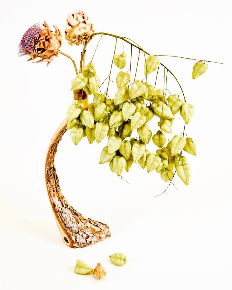 Bent Gambel Oak Twigpot