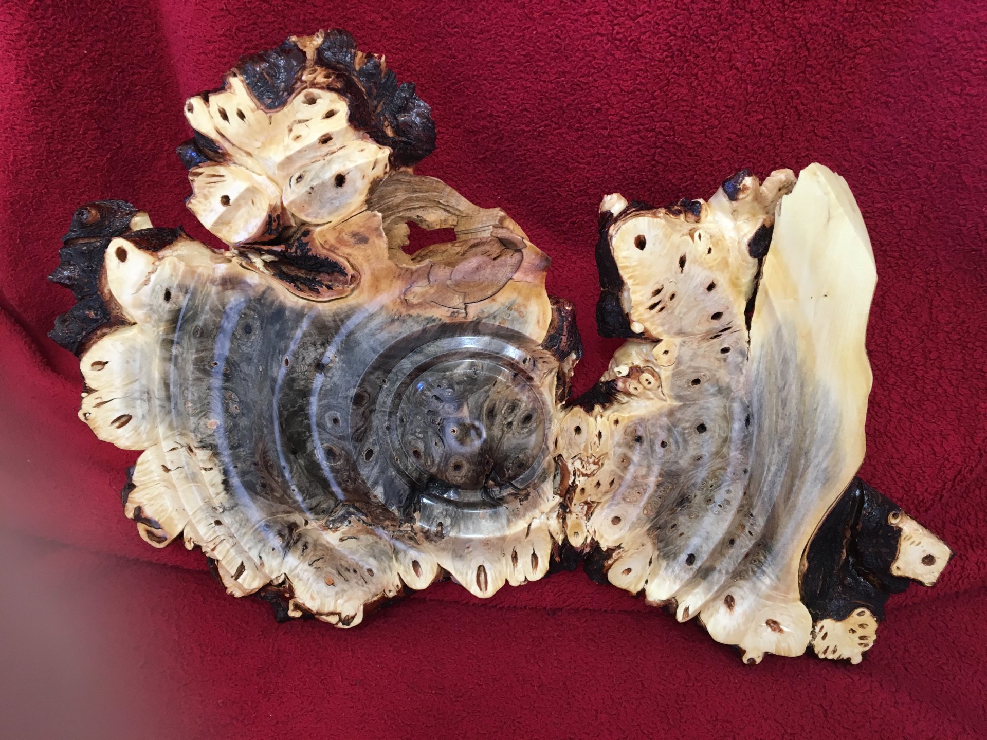 Buckeye burl wall art