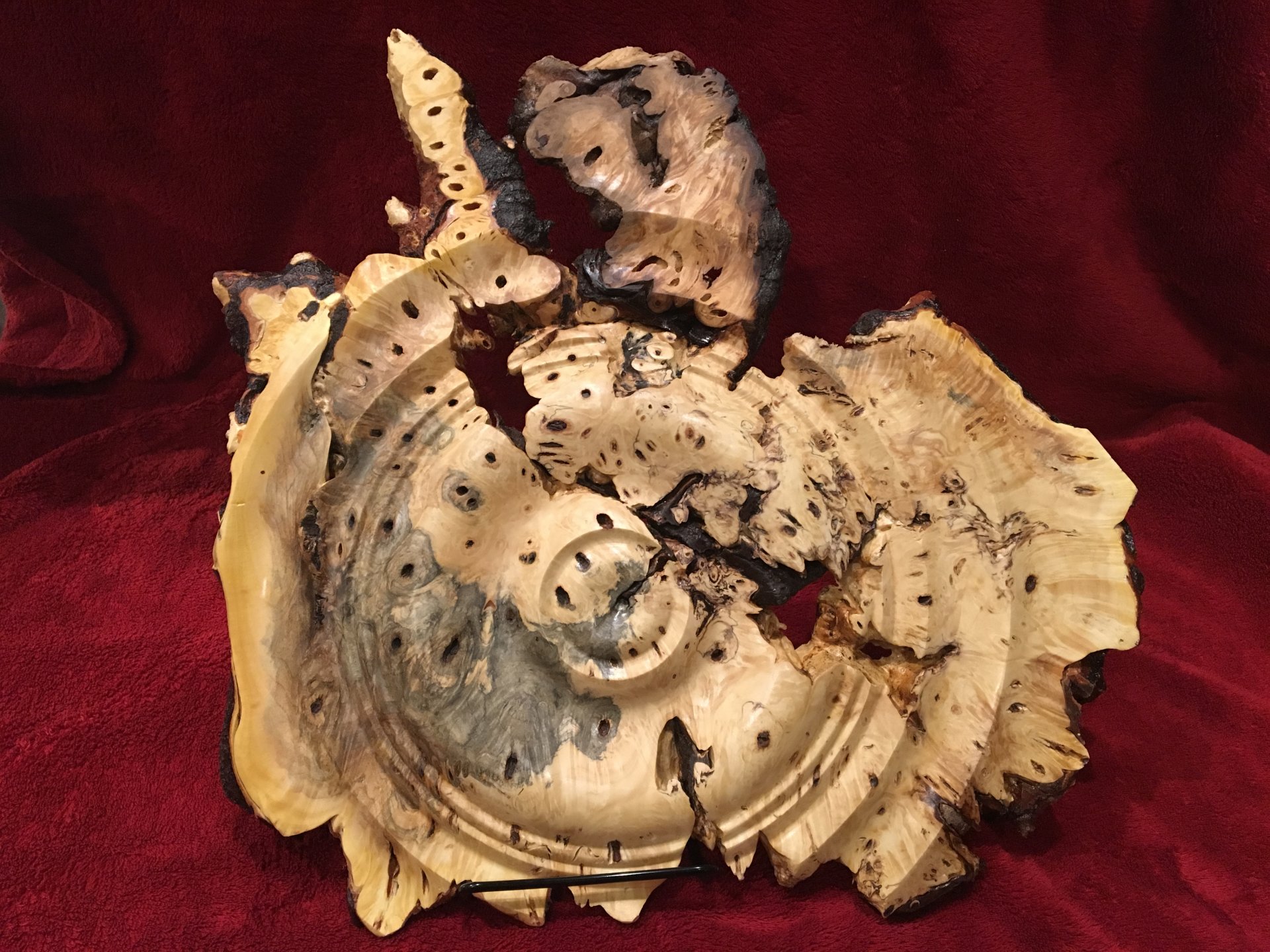 Buckeye burl wall art