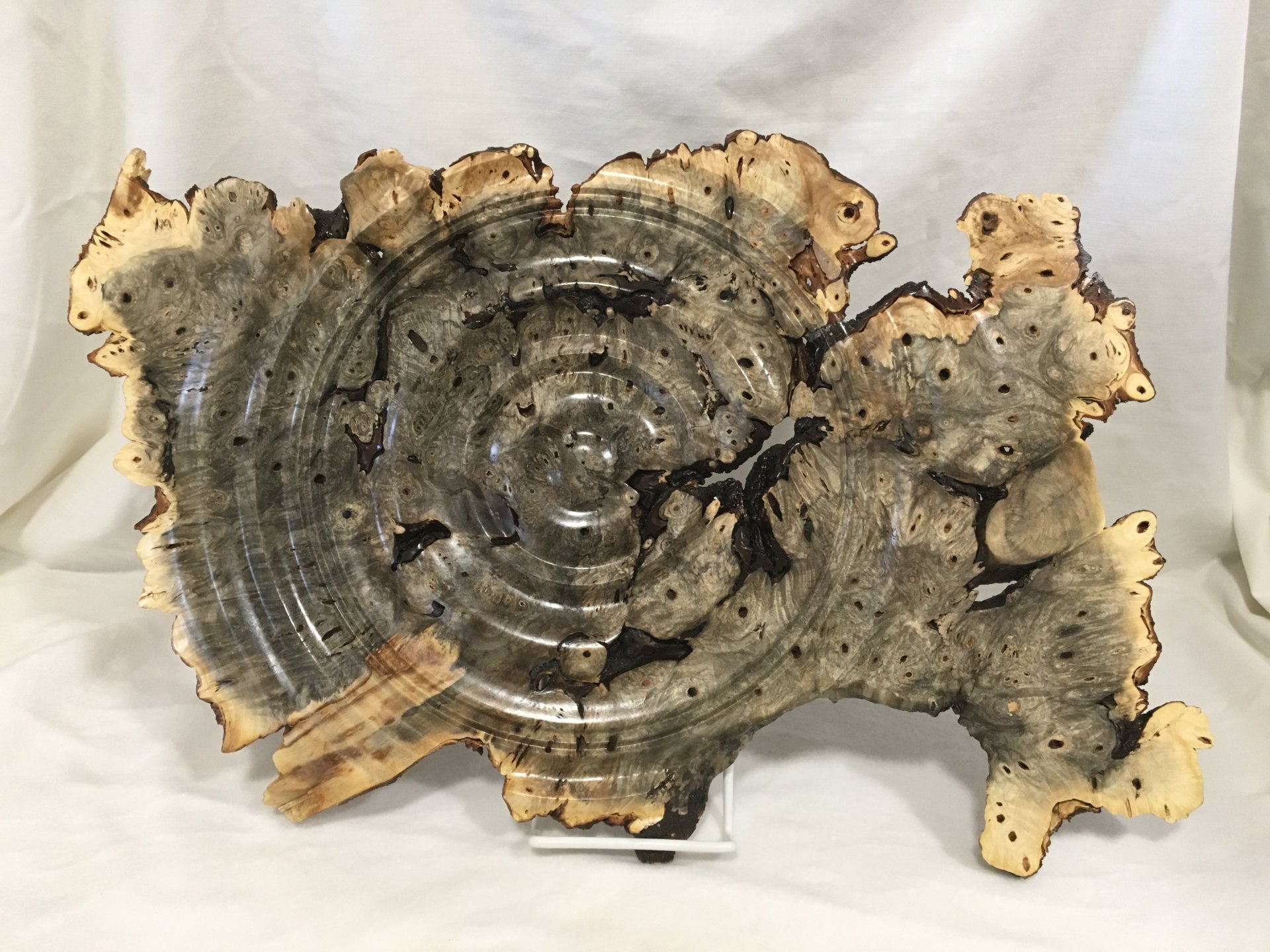 Buckeye burl wall art