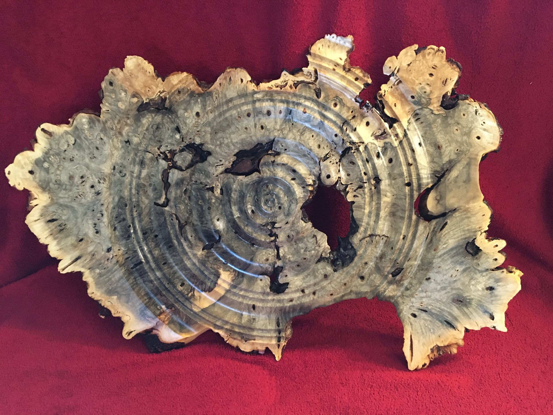 Buckeye burl wall art