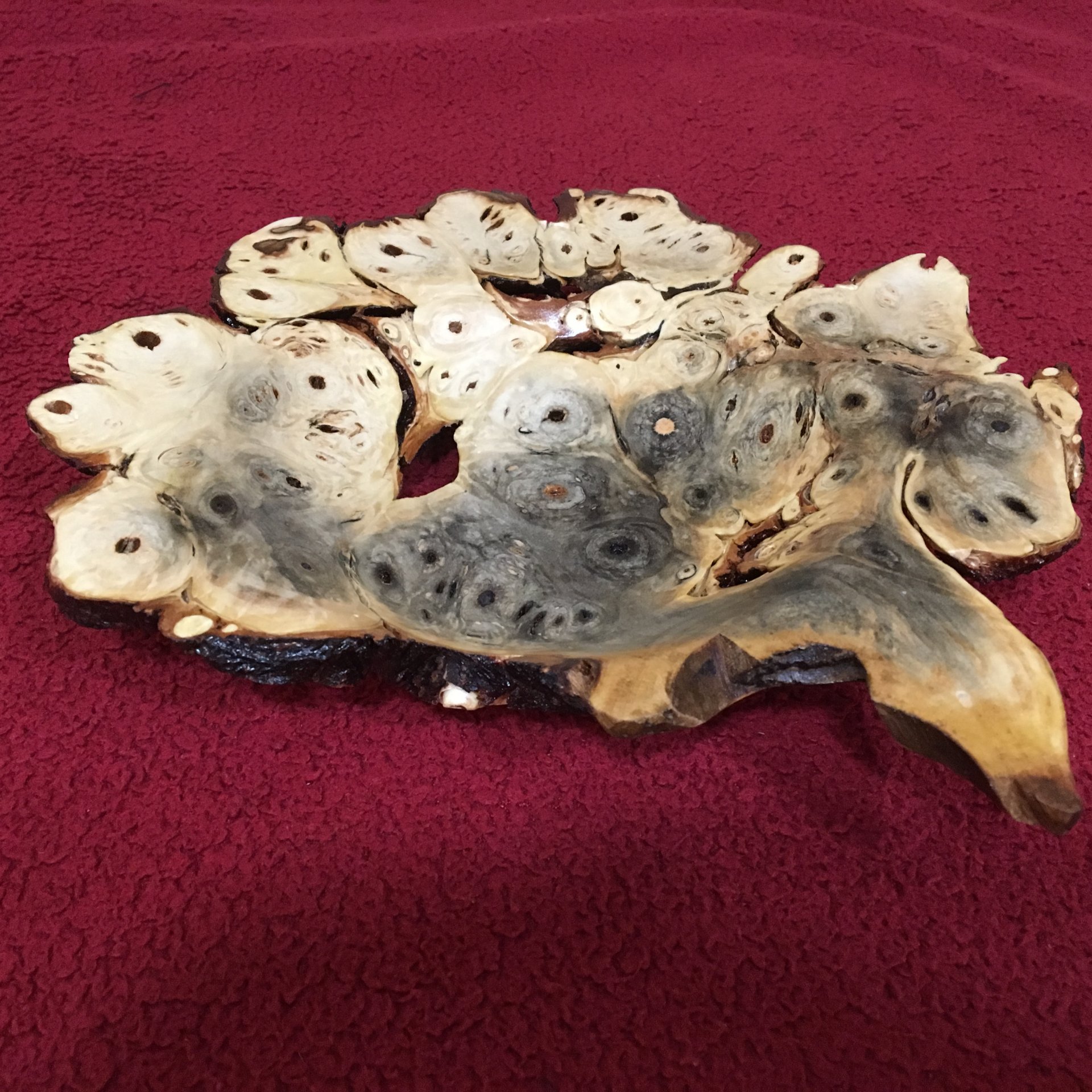 Buckeye burl