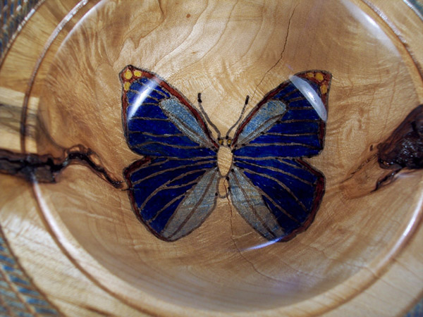 Butterfly close-up